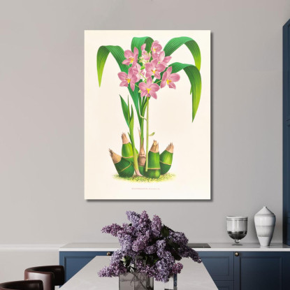 Illustrazioni Botaniche Spathoglottis Plicata Jean Jules Linden jjl151 quadro stampato su tela