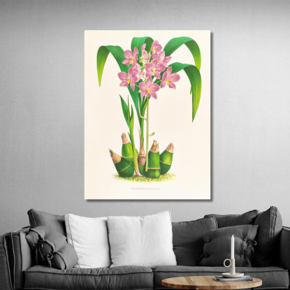 Illustrazioni Botaniche Spathoglottis Plicata Jean Jules Linden jjl151 quadro stampato su tela