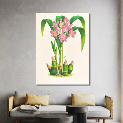 Illustrazioni Botaniche Spathoglottis Plicata Jean Jules Linden jjl151 quadro stampato su tela