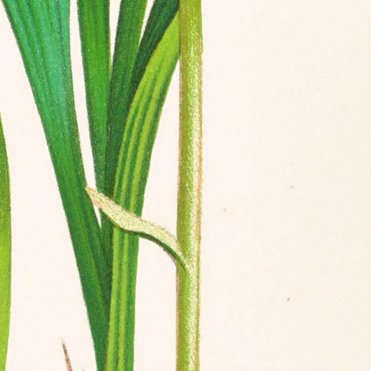 Illustrazioni Botaniche Spathoglottis Plicata Jean Jules Linden jjl151 quadro stampato su tela