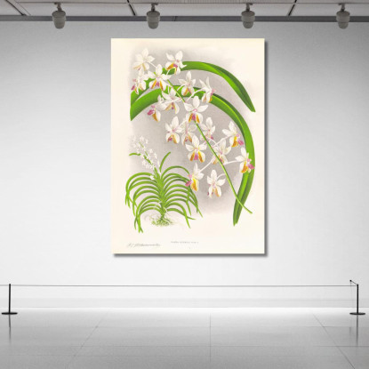Illustrazioni Botaniche Vanda Boxalli Jean Jules Linden jjl157 quadro stampato su tela