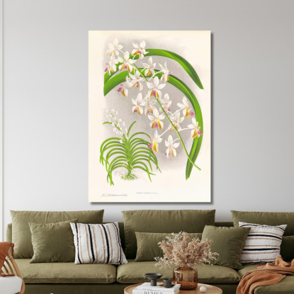Illustrazioni Botaniche Vanda Boxalli Jean Jules Linden jjl157 quadro stampato su tela