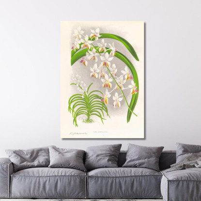 Illustrazioni Botaniche Vanda Boxalli Jean Jules Linden jjl157 quadro stampato su tela