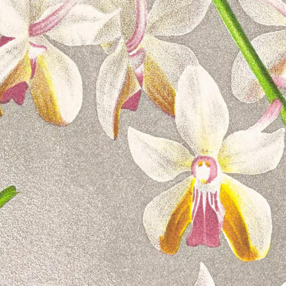 Illustrazioni Botaniche Vanda Boxalli Jean Jules Linden jjl157 quadro stampato su tela