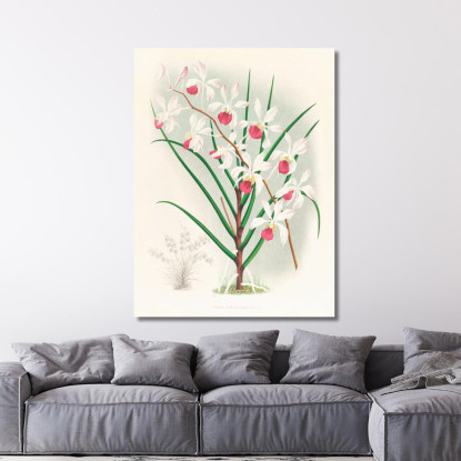Illustrazioni Botaniche Vanda Kimballiana Jean Jules Linden jjl159 quadro stampato su tela