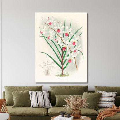 Illustrazioni Botaniche Vanda Kimballiana Jean Jules Linden jjl159 quadro stampato su tela