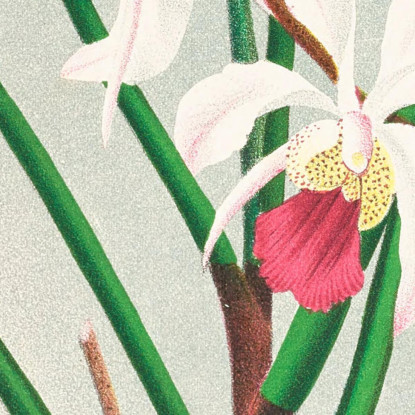 Illustrazioni Botaniche Vanda Kimballiana Jean Jules Linden jjl159 quadro stampato su tela