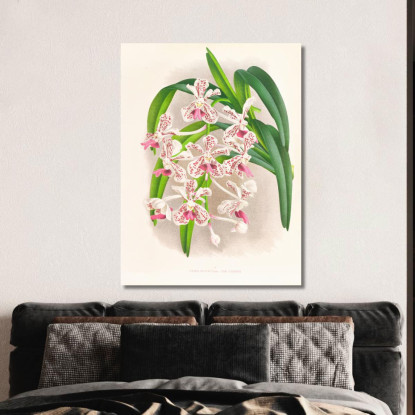 Illustrazioni Botaniche Vanda Suavis Jean Jules Linden jjl162 quadro stampato su tela