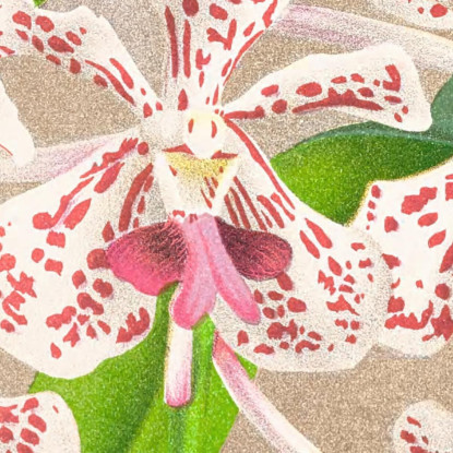 Illustrazioni Botaniche Vanda Suavis Jean Jules Linden jjl162 quadro stampato su tela