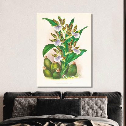 Illustrazioni Botaniche Zygopetalum Intermedium Jean Jules Linden jjl163 quadro stampato su tela