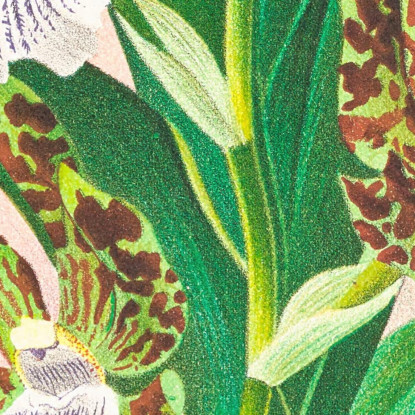 Illustrazioni Botaniche Zygopetalum Intermedium Jean Jules Linden jjl163 quadro stampato su tela