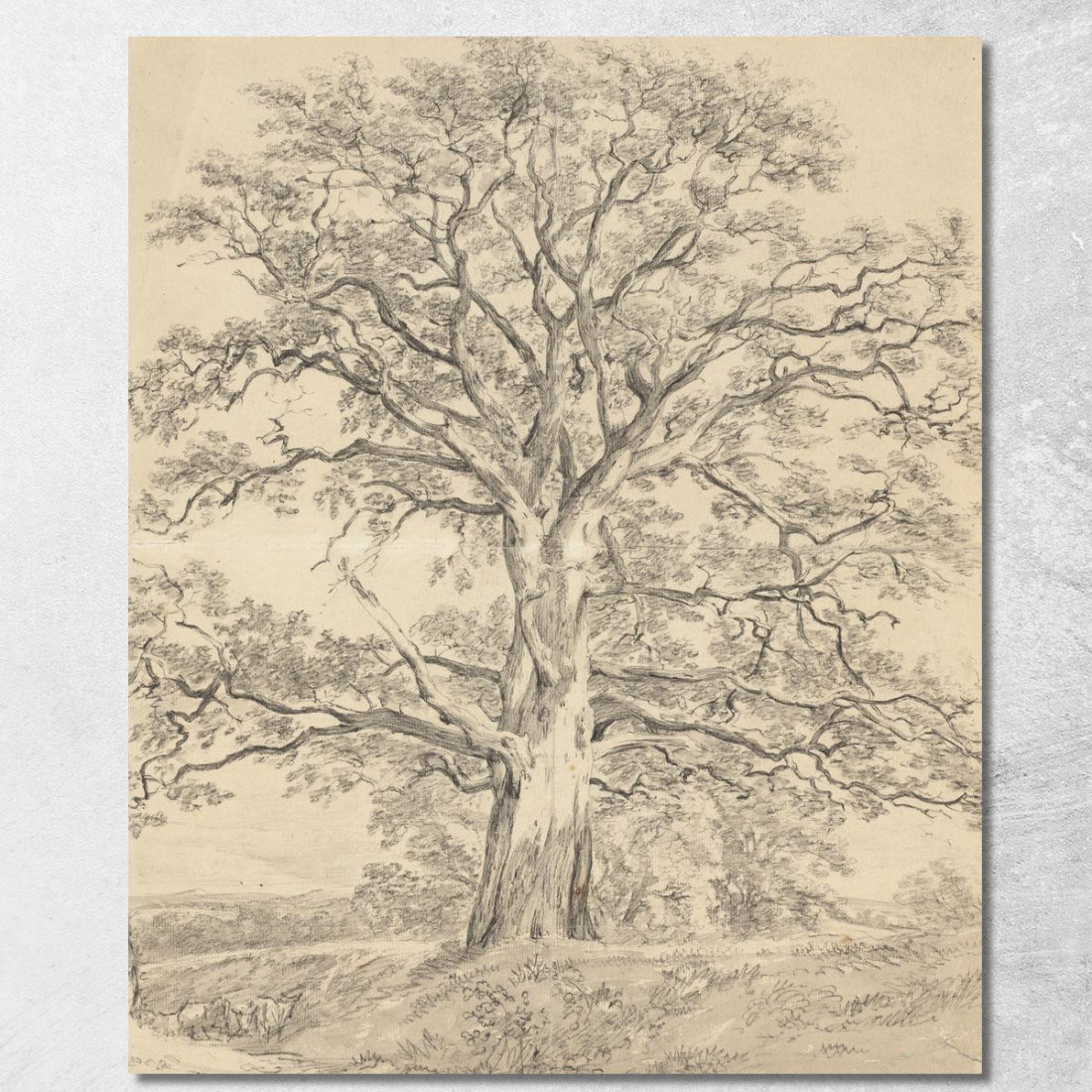 Una Grande Quercia John Constable jcn4 quadro stampato su tela