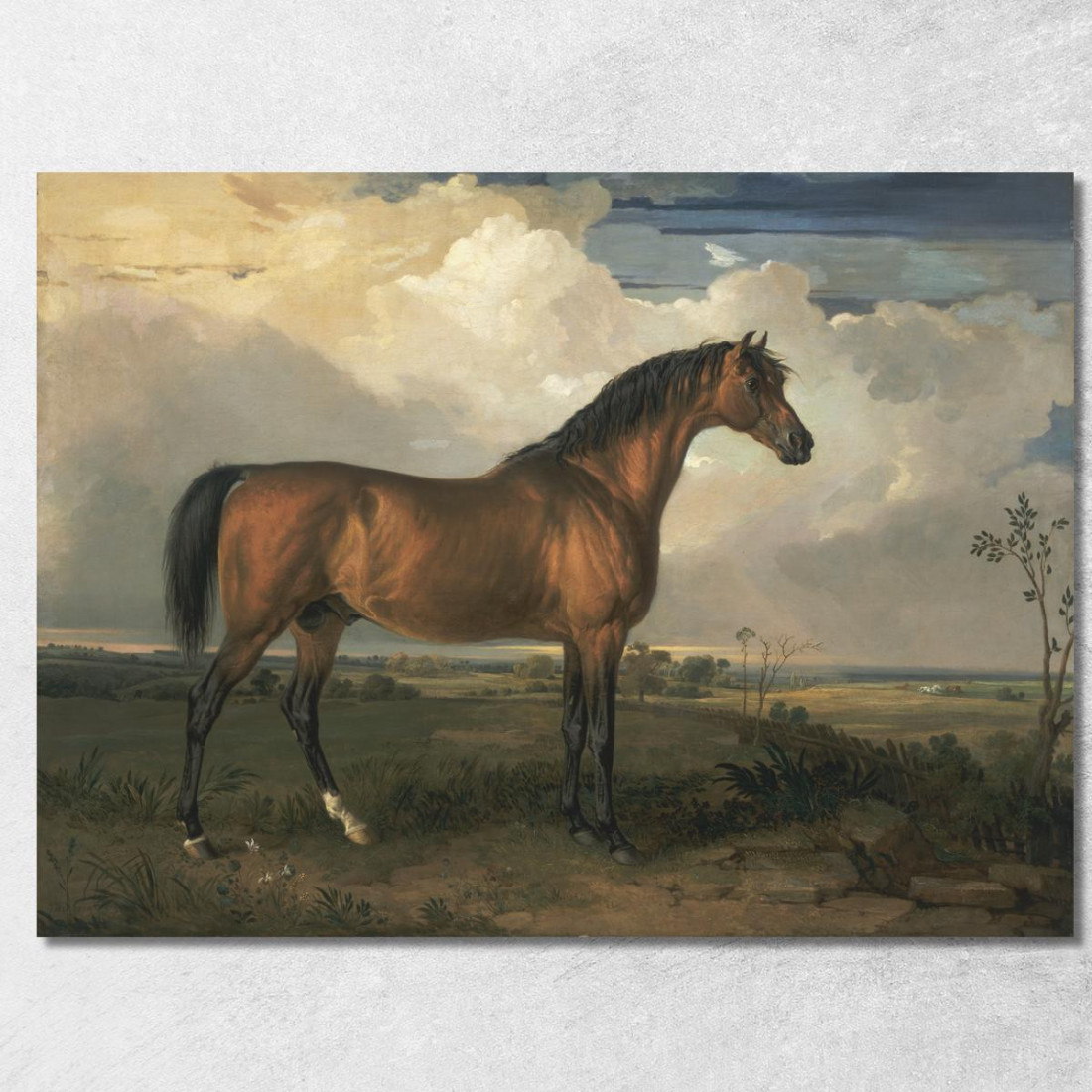 Aquila Uno Stallone Celebre James Ward jwr16 quadro stampato su tela