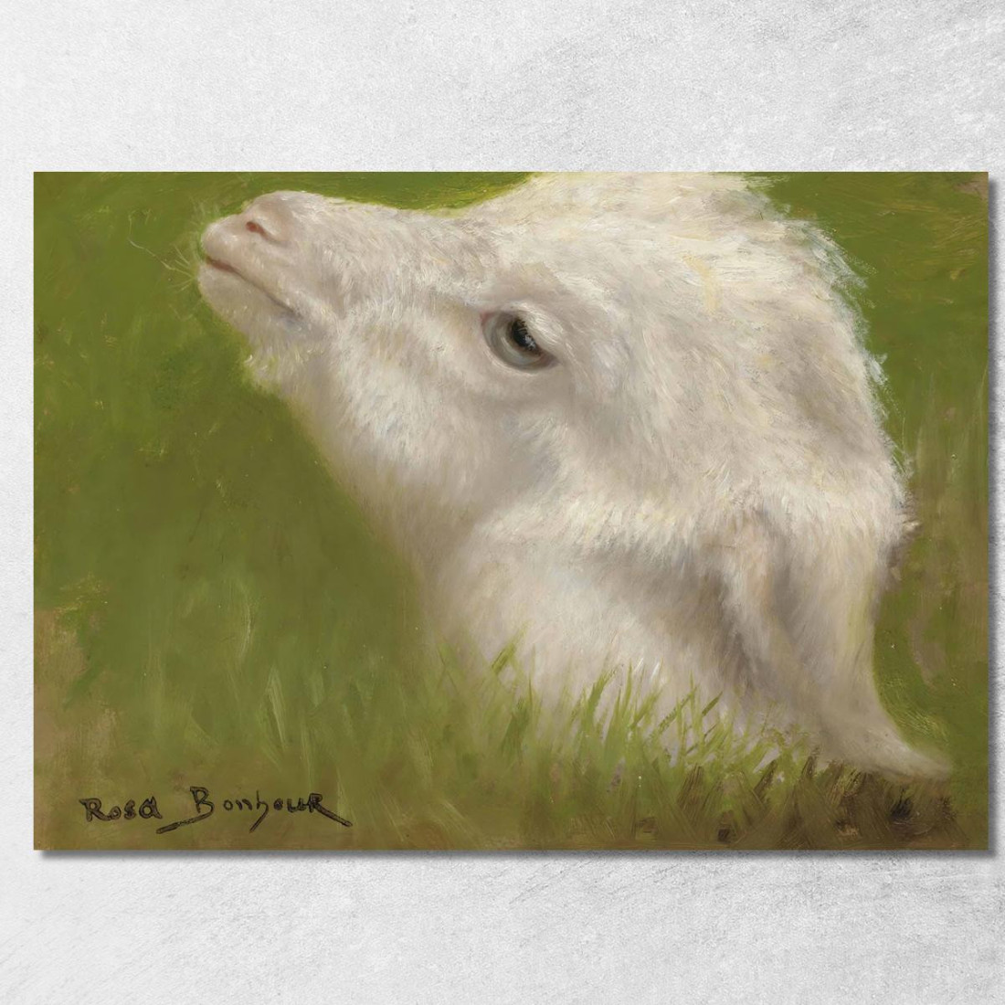Testa Di Un Agnello Rosa Bonheur rbn17 quadro stampato su tela