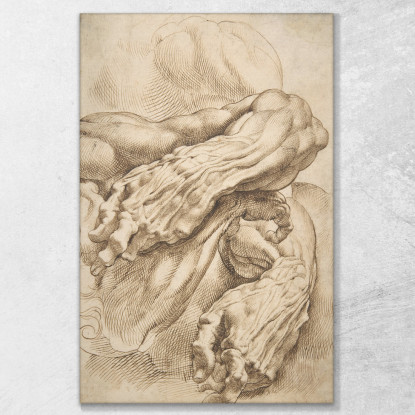 Studi Anatomici Un Avambraccio Sinistro In Due Posizioni E Un Avambraccio Destro Peter Paul Rubens ppr26 quadro stampato su tela