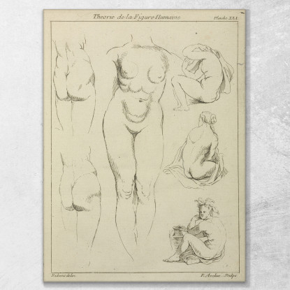 Estudios Del Torso Femenino, Nalgas Y Figuras Sentadas En Vista Dorsal. Peter Paul Rubens cuadro en lienzo