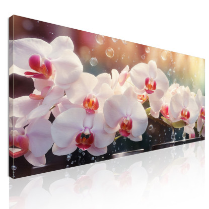 Quadro Botanico Orchidee Bianche E Rosa Con Gocce D'Acqua  bow24 quadro stampato su tela