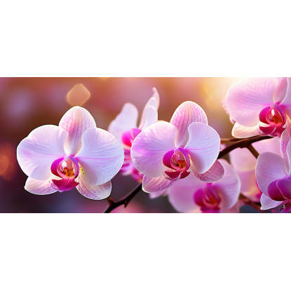Quadro Botanico Orchidee Rosa Illuminate Al Tramonto bow26 quadro stampato su tela