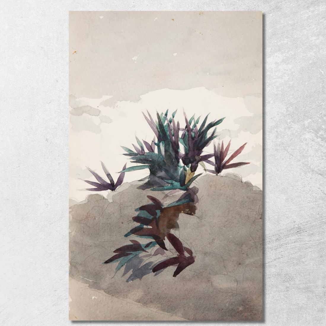 Hügel Mit Maguey-Büscheln Winslow Homer drucken auf leinwand