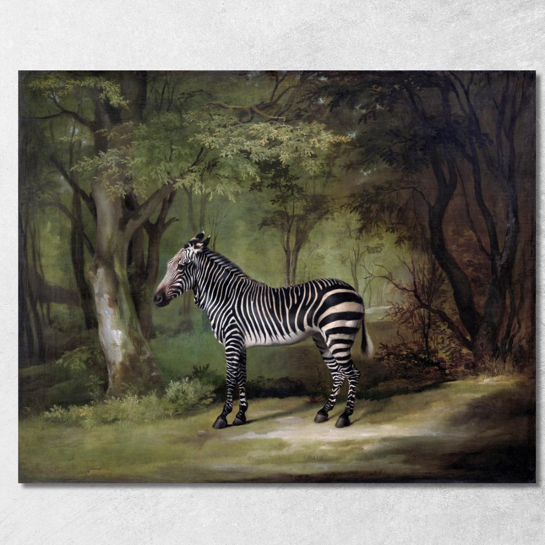 Zebra 1763 George Stubbs gst57 quadro stampato su tela