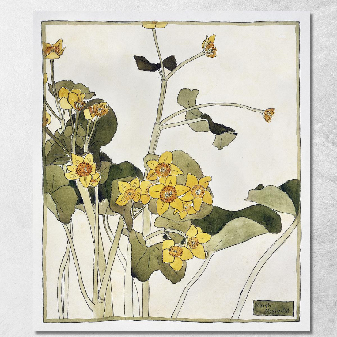 Calendula Palustre Hannah Borger Overbeck hbo11 quadro stampato su tela