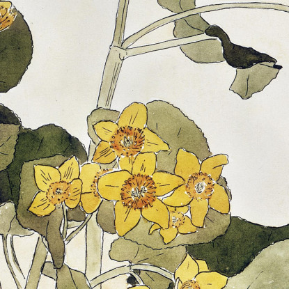 Calendula Palustre Hannah Borger Overbeck hbo11 quadro stampato su tela