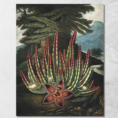 La Stapelia Portatrice Di Larve Del Tempio Di Flora Robert John Thornton rjt18 quadro stampato su tela