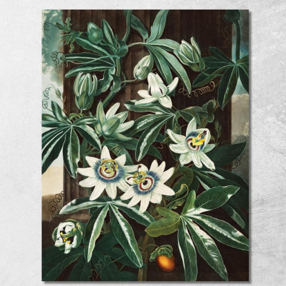 La Passiflora Cerulea Del Tempio Di Flora Robert John Thornton rjt23 quadro stampato su tela