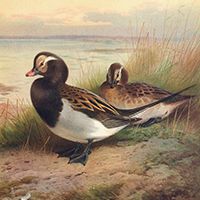 Archibald Thorburn